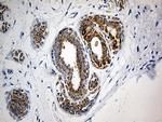 MTX2 Antibody in Immunohistochemistry (Paraffin) (IHC (P))