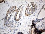 MTX2 Antibody in Immunohistochemistry (Paraffin) (IHC (P))