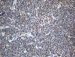 MTX2 Antibody in Immunohistochemistry (Paraffin) (IHC (P))