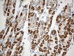 MTX2 Antibody in Immunohistochemistry (Paraffin) (IHC (P))