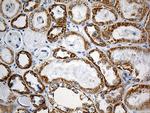 MTX2 Antibody in Immunohistochemistry (Paraffin) (IHC (P))