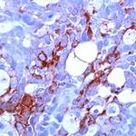 MUC1 Antibody in Immunohistochemistry (Paraffin) (IHC (P))