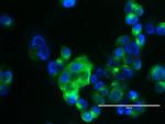 MUC1 Antibody in Immunocytochemistry (ICC/IF)