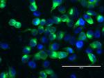 MUC1 Antibody in Immunocytochemistry (ICC/IF)