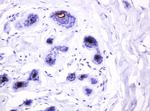 MUC1 Antibody in Immunohistochemistry (Paraffin) (IHC (P))