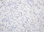 MUC1 Antibody in Immunohistochemistry (Paraffin) (IHC (P))