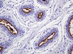 MUC1 Antibody in Immunohistochemistry (Paraffin) (IHC (P))