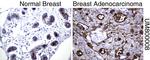 MUC1 Antibody in Immunohistochemistry (Paraffin) (IHC (P))