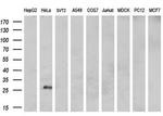 MUC1 Antibody in Western Blot (WB)