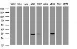 MUC1 Antibody in Western Blot (WB)