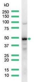 IRF4 Antibody in Western Blot (WB)