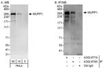 MUPP1 Antibody in Western Blot (WB)