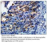 MURF1 Antibody in Immunohistochemistry (IHC)