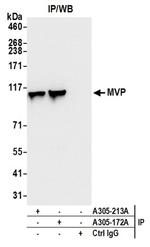 MVP/Major Vault Protein Antibody in Western Blot (WB)