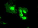 MX1 Antibody in Immunocytochemistry (ICC/IF)