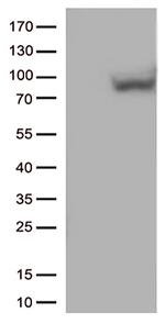 MX1 Antibody in Western Blot (WB)