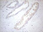 MXD4 Antibody in Immunohistochemistry (Paraffin) (IHC (P))