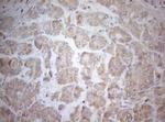 MXD4 Antibody in Immunohistochemistry (Paraffin) (IHC (P))