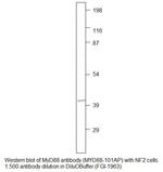 MyD88 Antibody in Western Blot (WB)