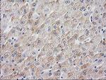 MYD88 Antibody in Immunohistochemistry (Paraffin) (IHC (P))