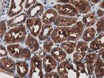 MYD88 Antibody in Immunohistochemistry (Paraffin) (IHC (P))