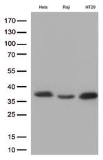 MYD88 Antibody in Western Blot (WB)