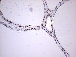 MYF5 Antibody in Immunohistochemistry (Paraffin) (IHC (P))