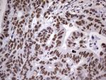 MYF5 Antibody in Immunohistochemistry (Paraffin) (IHC (P))