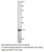 Myoglobin Antibody in Western Blot (WB)