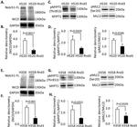 Phospho-MYL9 (Thr18, Ser19) Antibody in Western Blot (WB)