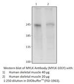 MYLK Antibody in Western Blot (WB)