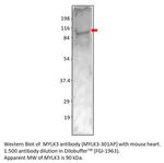 MYLK3 Antibody in Western Blot (WB)