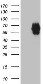 MYOT Antibody in Western Blot (WB)