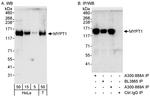 MYPT1 Antibody in Western Blot (WB)