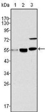 MYST1 Antibody in Western Blot (WB)