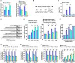 Metadherin Antibody in ChIP Assay (ChIP)