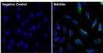 Mitofilin Antibody in Immunocytochemistry (ICC/IF)