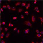 Mitofilin Antibody in Immunocytochemistry (ICC/IF)