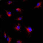 Mitofilin Antibody in Immunocytochemistry (ICC/IF)