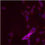 Mitofilin Antibody in Immunocytochemistry (ICC/IF)