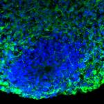 Mouse IgG (H+L) Secondary Antibody in Immunohistochemistry (Frozen) (IHC (F))