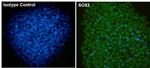 Mouse IgG1 Isotype Control in Immunocytochemistry (ICC/IF)