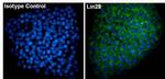 Mouse IgG2a Isotype Control in Immunocytochemistry (ICC/IF)