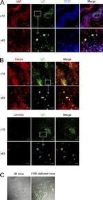 IgM Antibody in Immunohistochemistry (IHC)