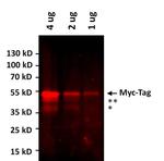 c-Myc Antibody in Western Blot (WB)