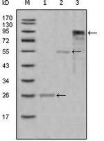 Myeloperoxidase Antibody in Western Blot (WB)