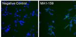 N-cadherin Antibody in Immunocytochemistry (ICC/IF)