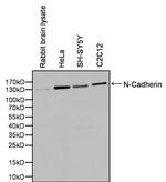 N-cadherin Antibody in Western Blot (WB)