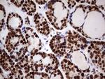 N4BP2L2 Antibody in Immunohistochemistry (Paraffin) (IHC (P))