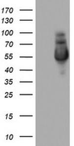 NAB1 Antibody in Western Blot (WB)